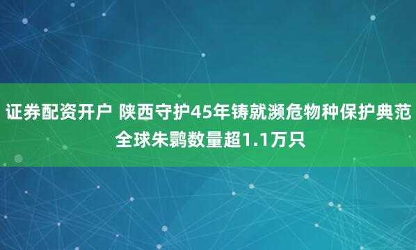 证券配资开户 陕西守护45年铸就濒危物种保护典范 全球朱鹮数量超1.1万只